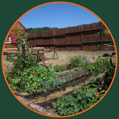kitchen-garden