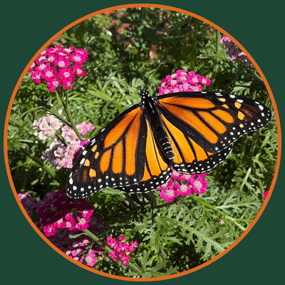 monarch-butterfly