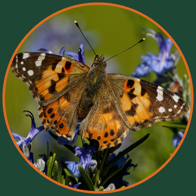 painted-lady-butterfly