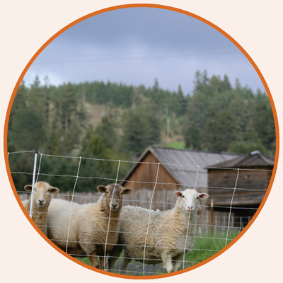 sheep-by-fort-umpqua
