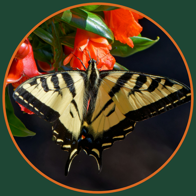 western-tiger-swallowtail-butterfly